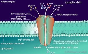 Agonists of the phencyclidine