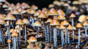 Psilocybin